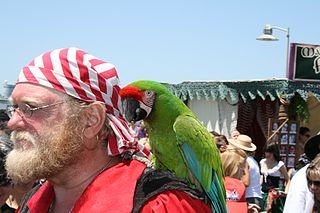 Tipico bucanero con pañuelo y loro