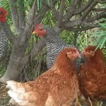 Piratas y marinos, su comida y bebida 4 Grupo de gallinas
