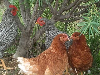 Grupo de gallinas