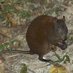 Piratas y marinos, su comida y bebida 5 Tipica rata entre inmundicia