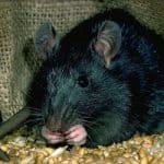 Piratas y marinos, su comida y bebida 6 Rata negra comiendo entre sacos de alimentos
