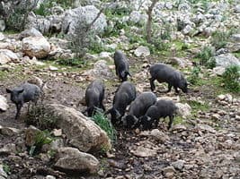 Manada de cerdos en el campo