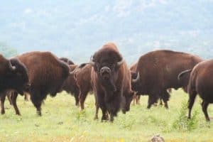 Paisaje de Estado de Oklahoma, bufalos