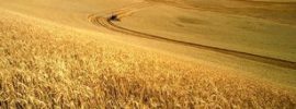 Extensos campos de trigo