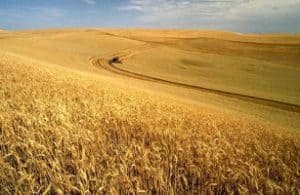 U.S: ¿Qué plantas llevaron los españoles a América? 1 Extensos campos de trigo